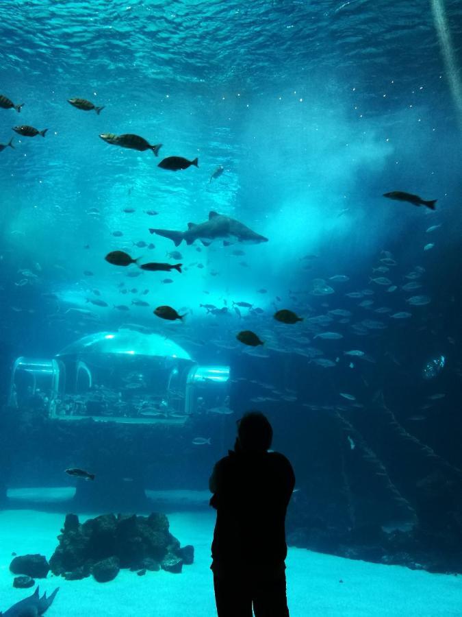 Las Canteras Aquarium Las Palmas / Gran Canaria Exterior foto
