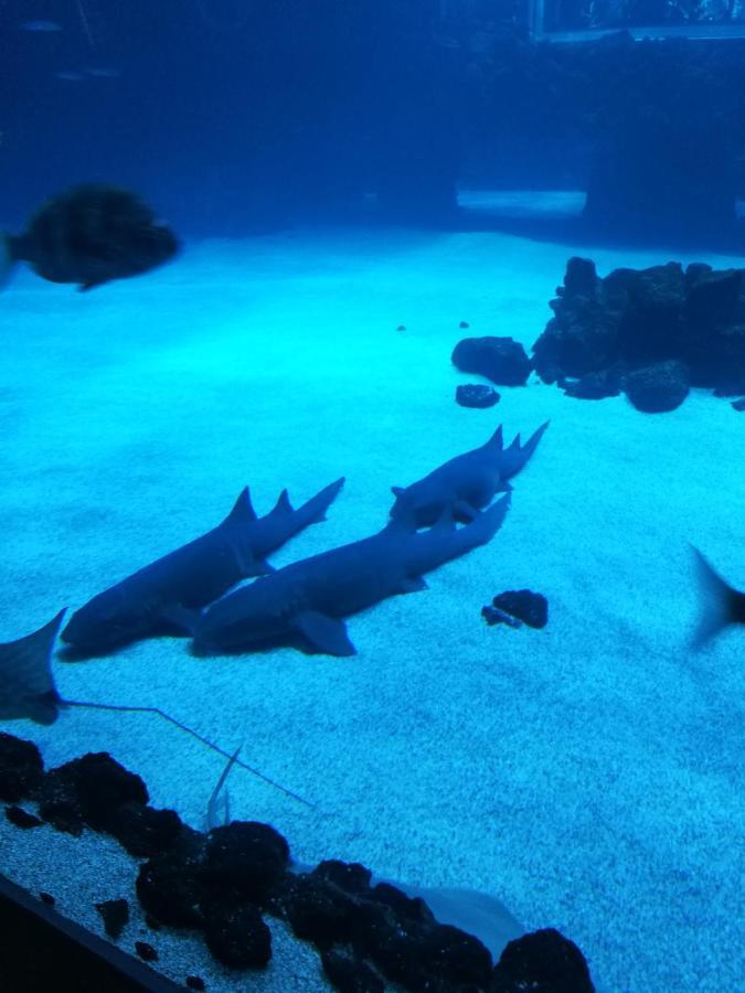 Las Canteras Aquarium Las Palmas / Gran Canaria Exterior foto